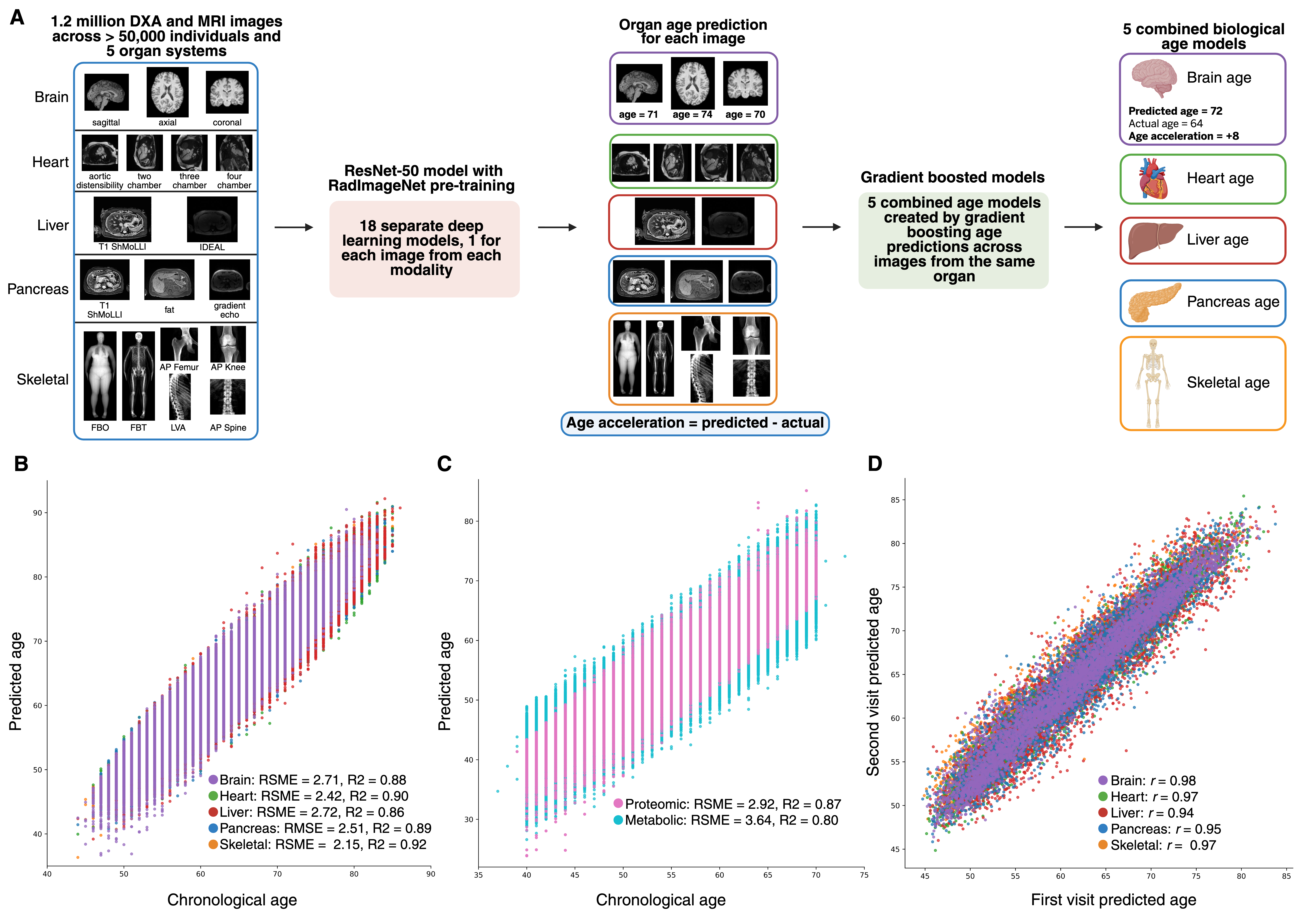 Aging research