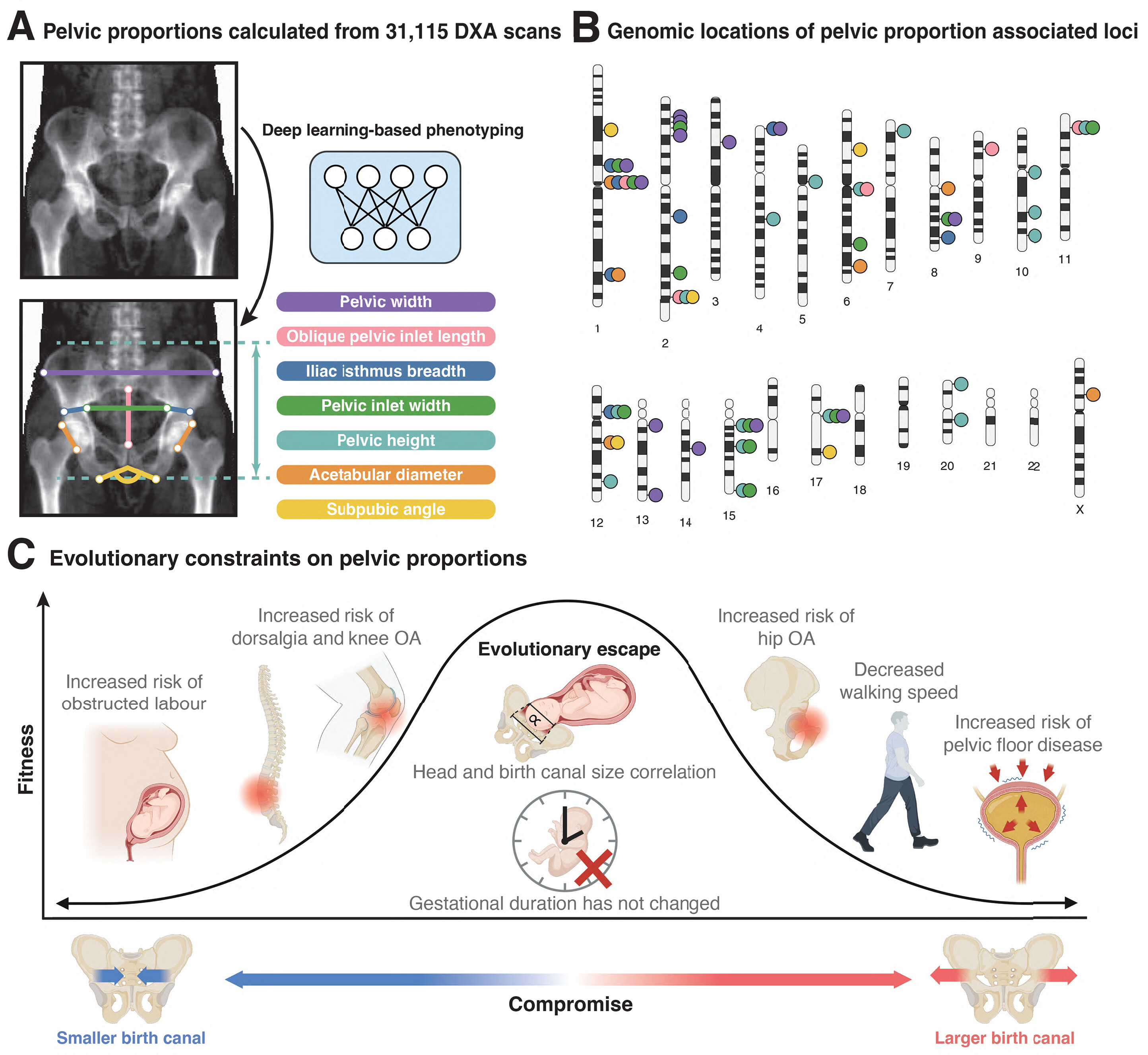 xu2025genetic